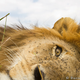 Illustration for article titled This plucky Beetlecam photography droid gets in hungry lions faces